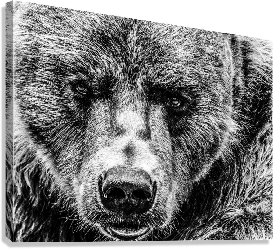 Grizzly Stare B&W Canvas Print