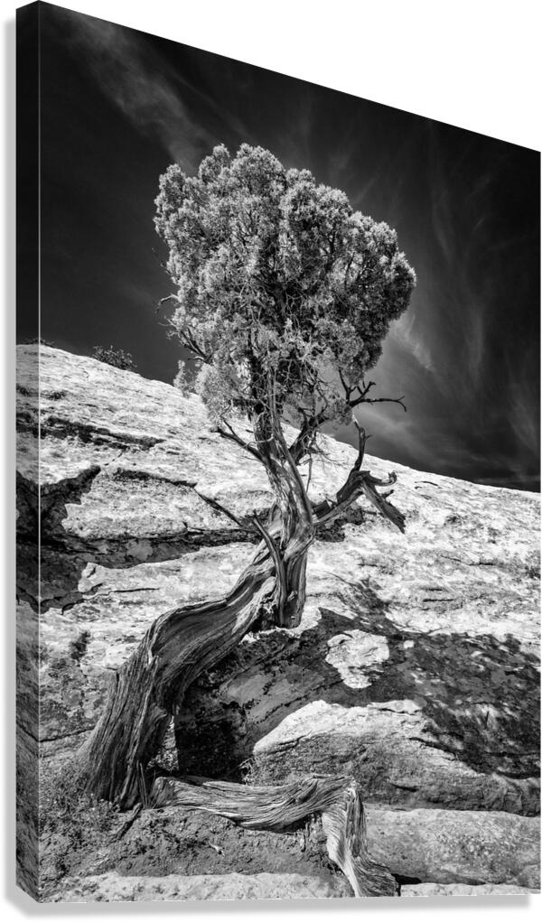 Weathered Juniper in Arches National Park Canvas Print
