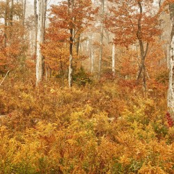 Fall Nature In Door County Wisconsin
