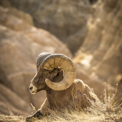 Bighorn Sheep of Badlands