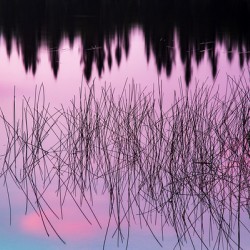A Weedy Lake Abstract
