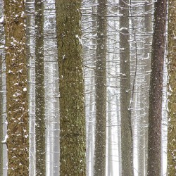 Winter Pine Forest