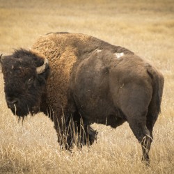 Bison of The Badlands