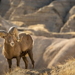 Badlands Bighorn Sheep