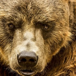 Grizzly Stare