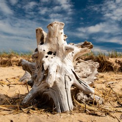 Driftwood ON the Beach