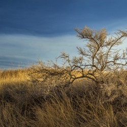 Brush In The Badlands