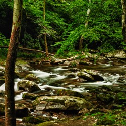 Smoky Mountain Stream Tennessee
