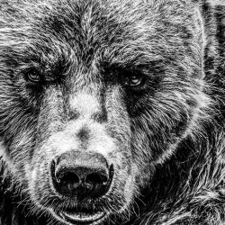 Grizzly Stare B&W