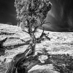 Weathered Juniper in Arches National Park