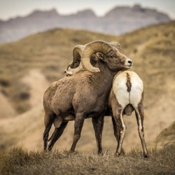 Big Horn Sheep Standoff