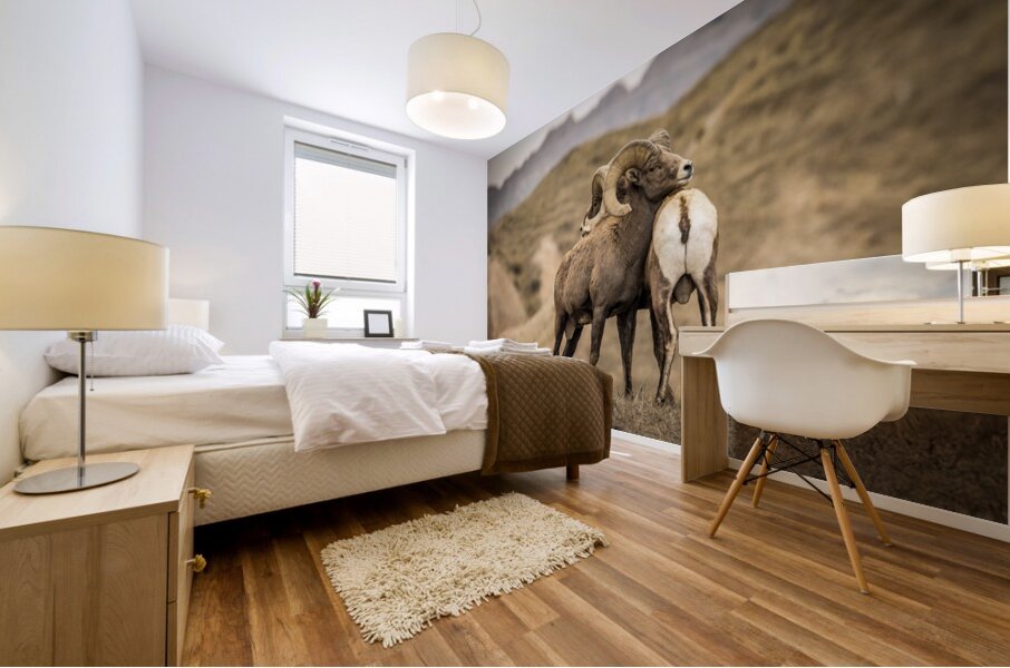 Big Horn Sheep Standoff Mural print