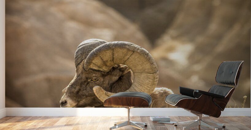 Bighorn Sheep of Badlands Wall Murals