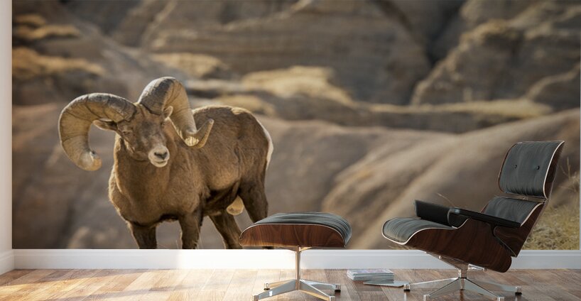 Badlands Bighorn Sheep Wall Murals