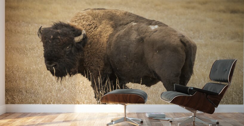 Bison of The Badlands Wall Murals