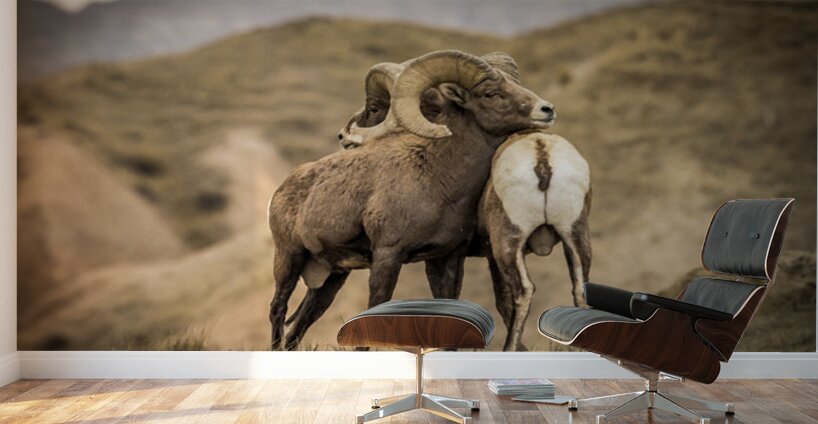 Big Horn Sheep Standoff Wall Murals