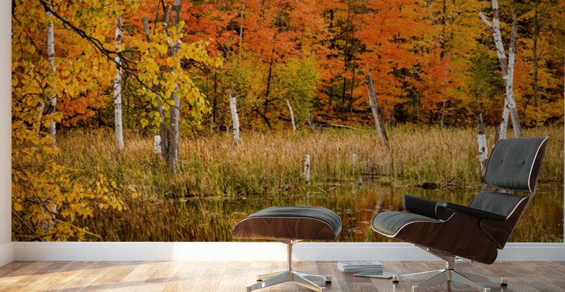 Fall of Colors Wall Murals