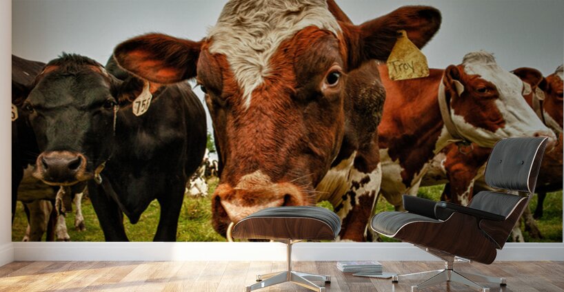 Wisconsin Cows Wall Murals