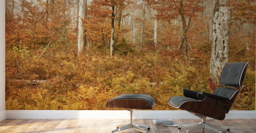 Fall Nature In Door County Wisconsin Wall Murals