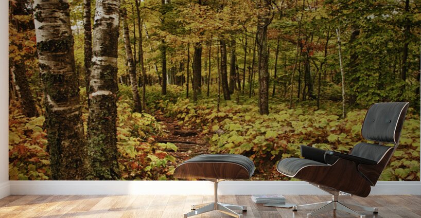 Wisconsin Fall Walk Wall Murals