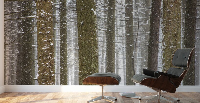 Winter Pine Forest Wall Murals