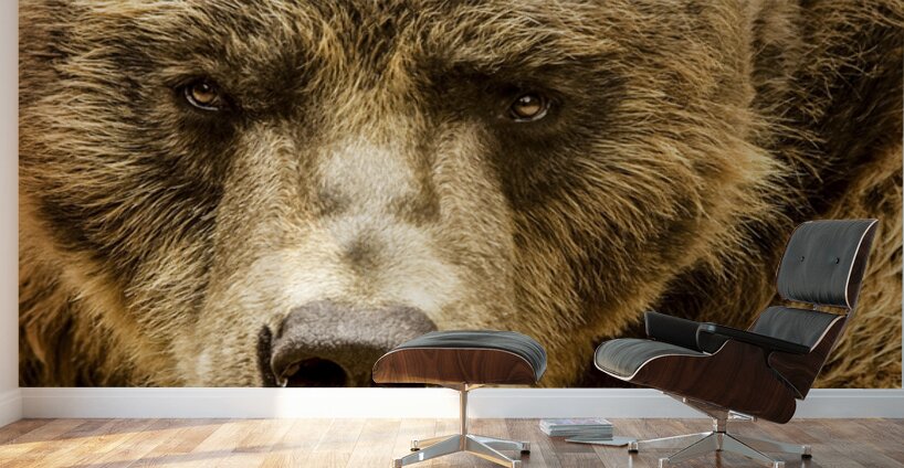 Grizzly Stare Wall Murals