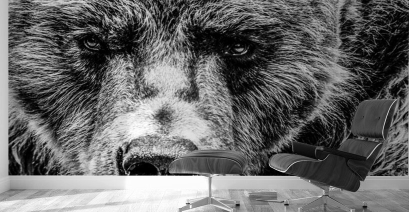 Grizzly Stare B&W Wall Murals