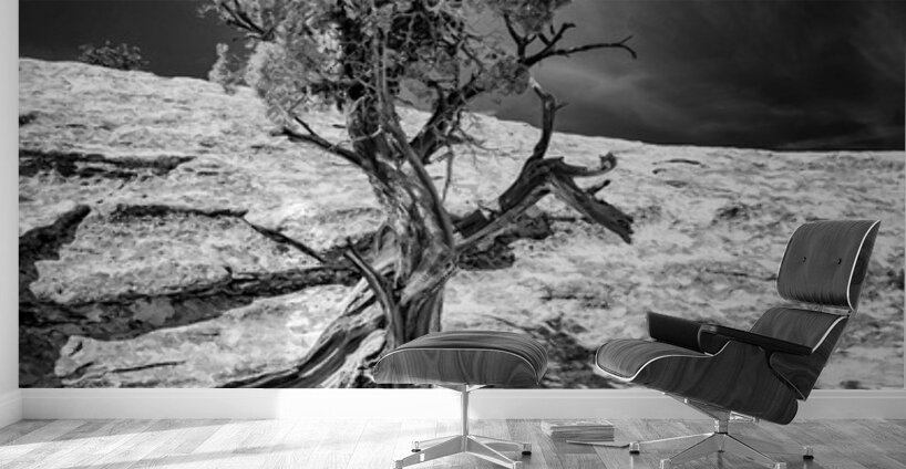 Weathered Juniper in Arches National Park Wall Murals