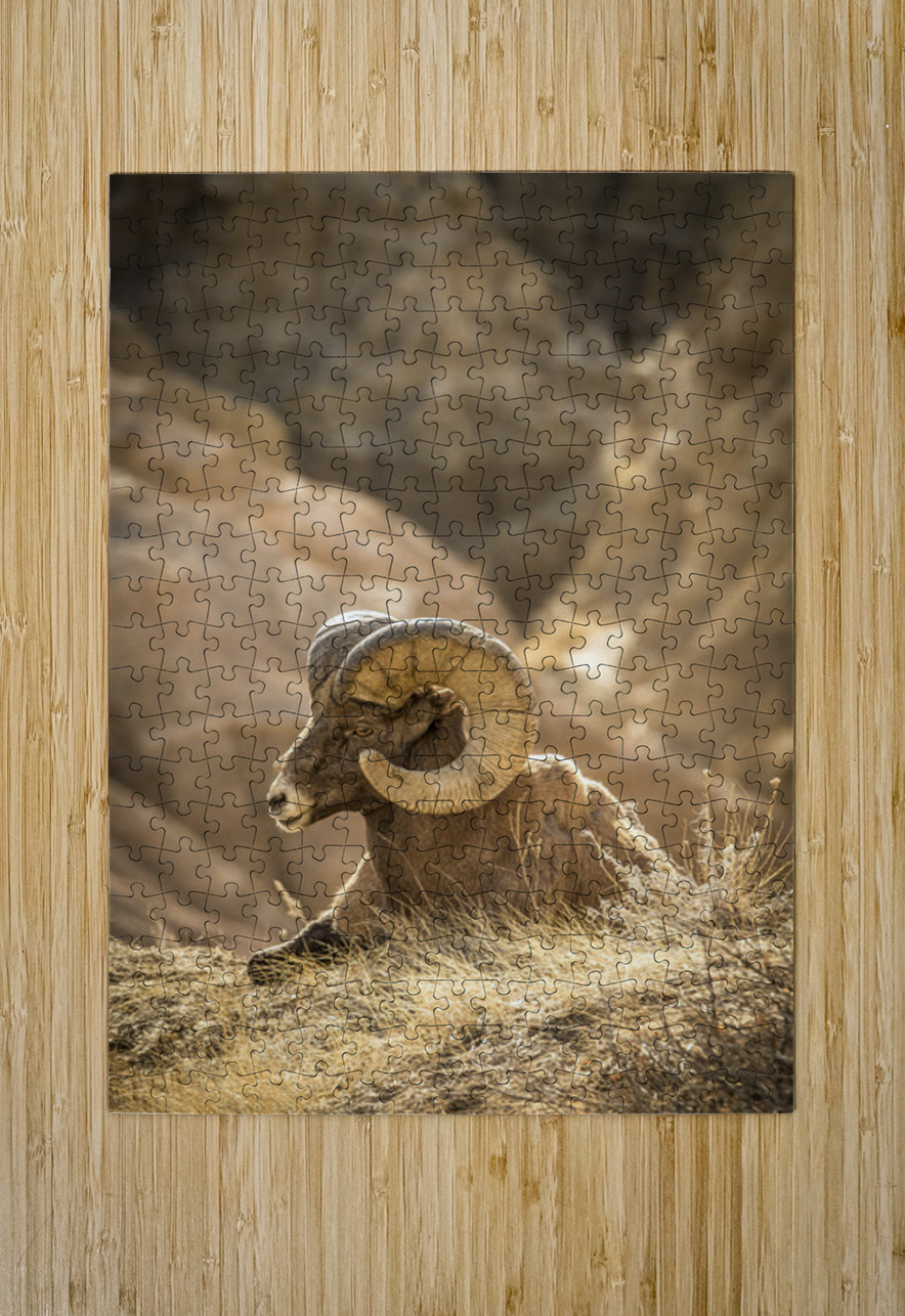 Bighorn Sheep of Badlands Kelley McClure Puzzle printing
