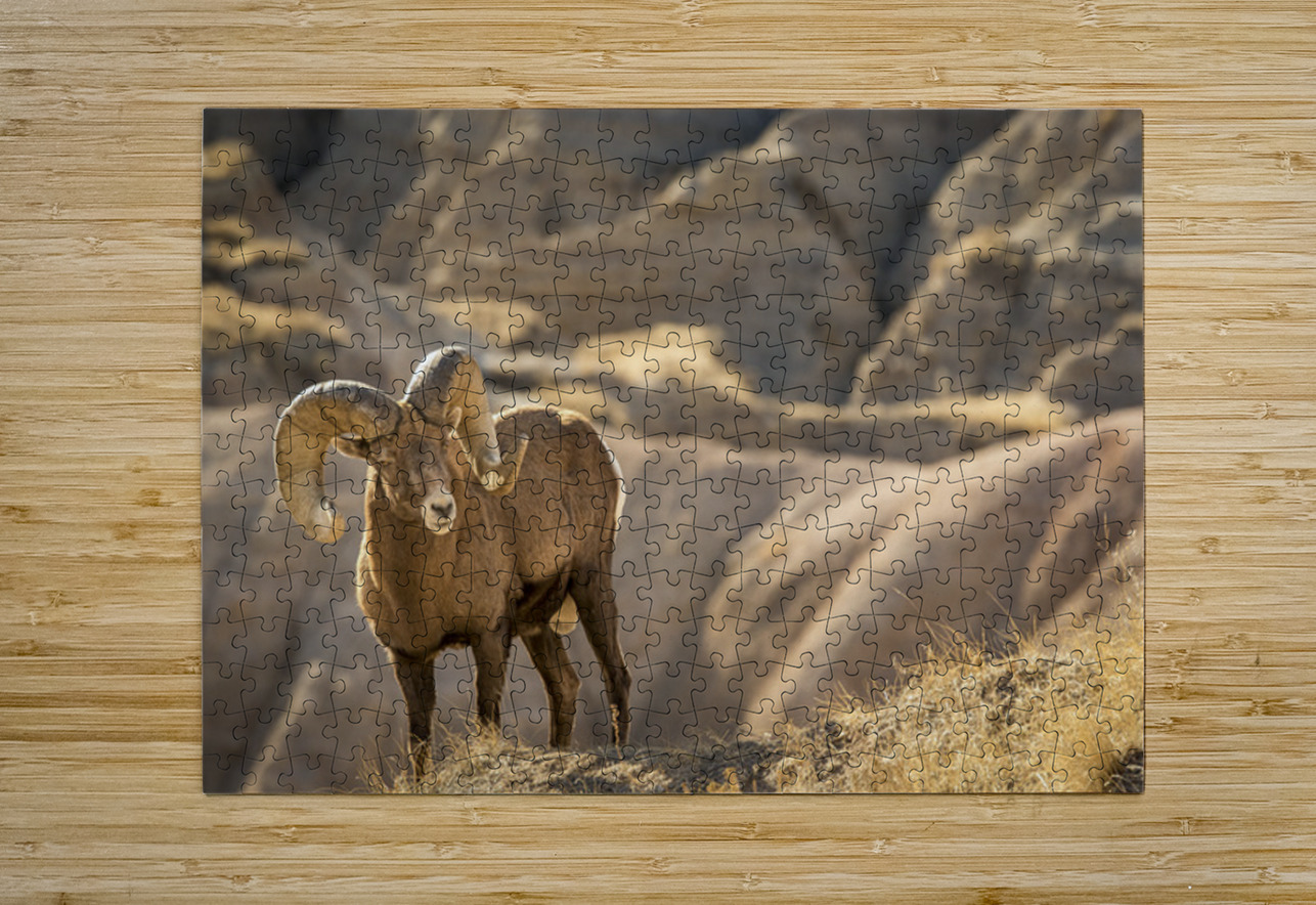 Badlands Bighorn Sheep Kelley McClure Puzzle printing