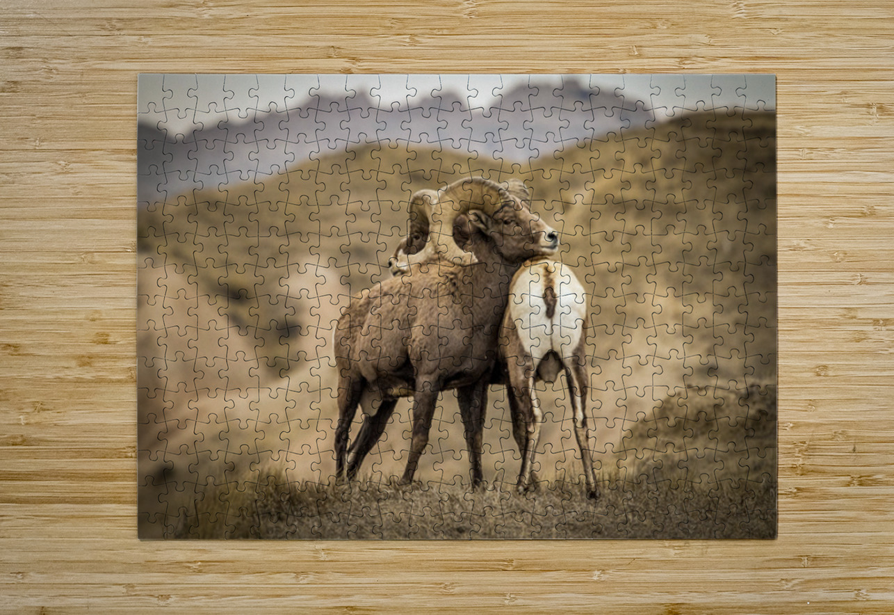 Big Horn Sheep Standoff Kelley McClure Puzzle printing