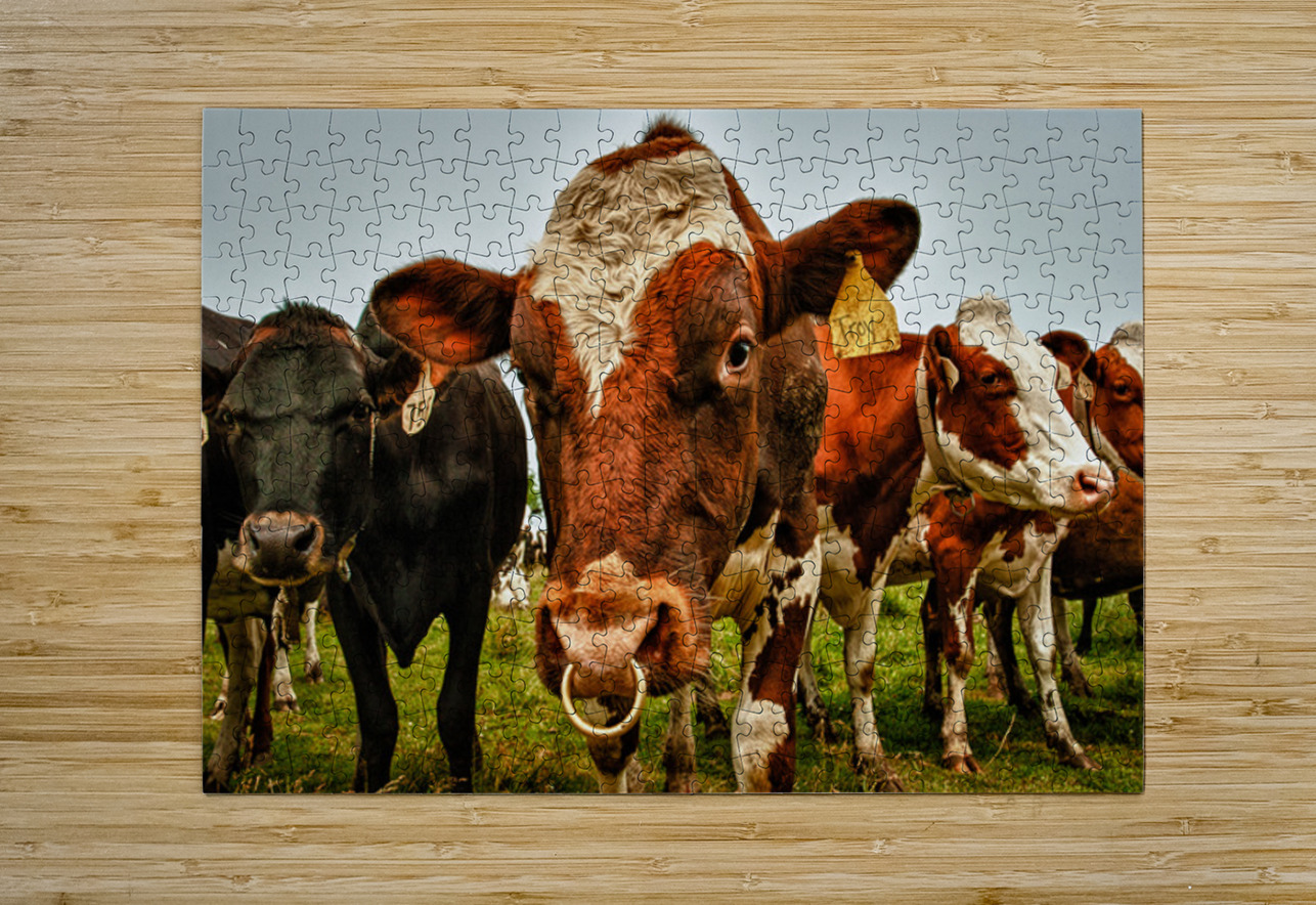 Wisconsin Cows Kelley McClure Puzzle printing