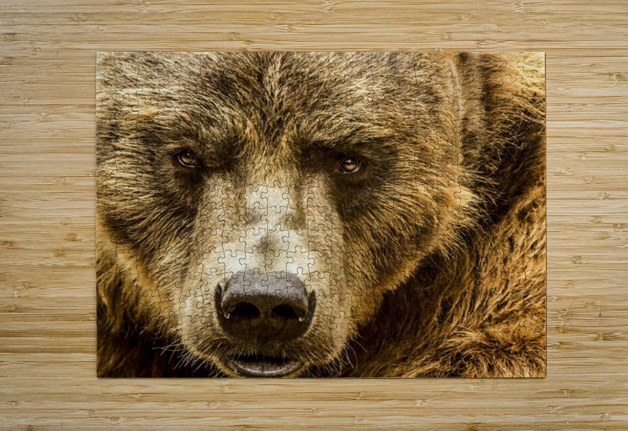 Grizzly Stare Kelley McClure Puzzle printing