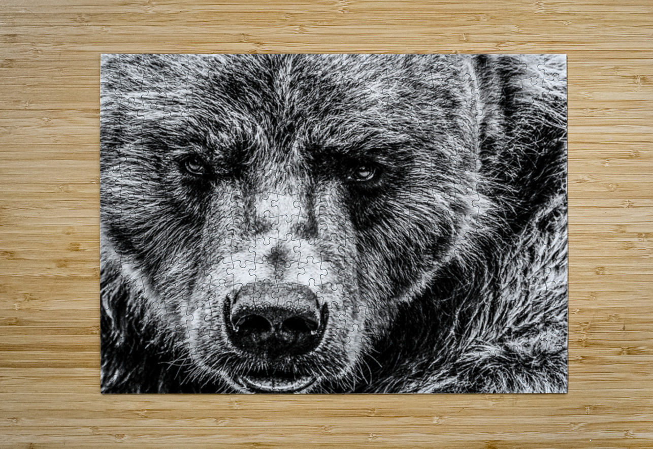 Grizzly Stare B&W Kelley McClure Puzzle printing