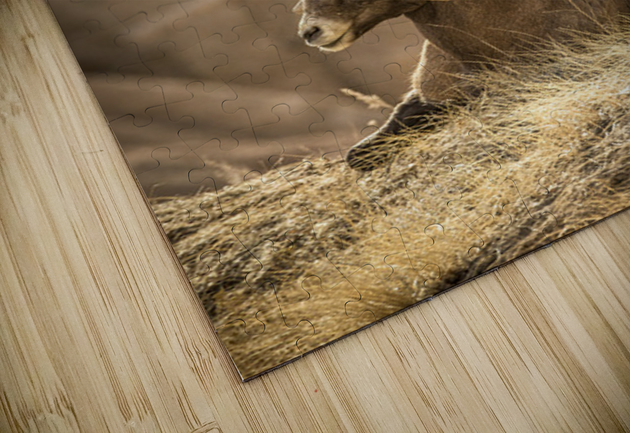 Bighorn Sheep of Badlands Kelley McClure Puzzle
