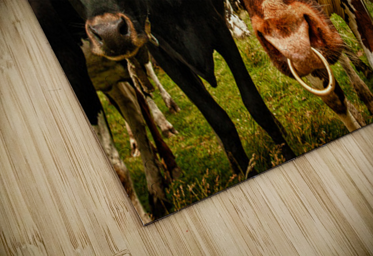 Wisconsin Cows Kelley McClure Puzzle