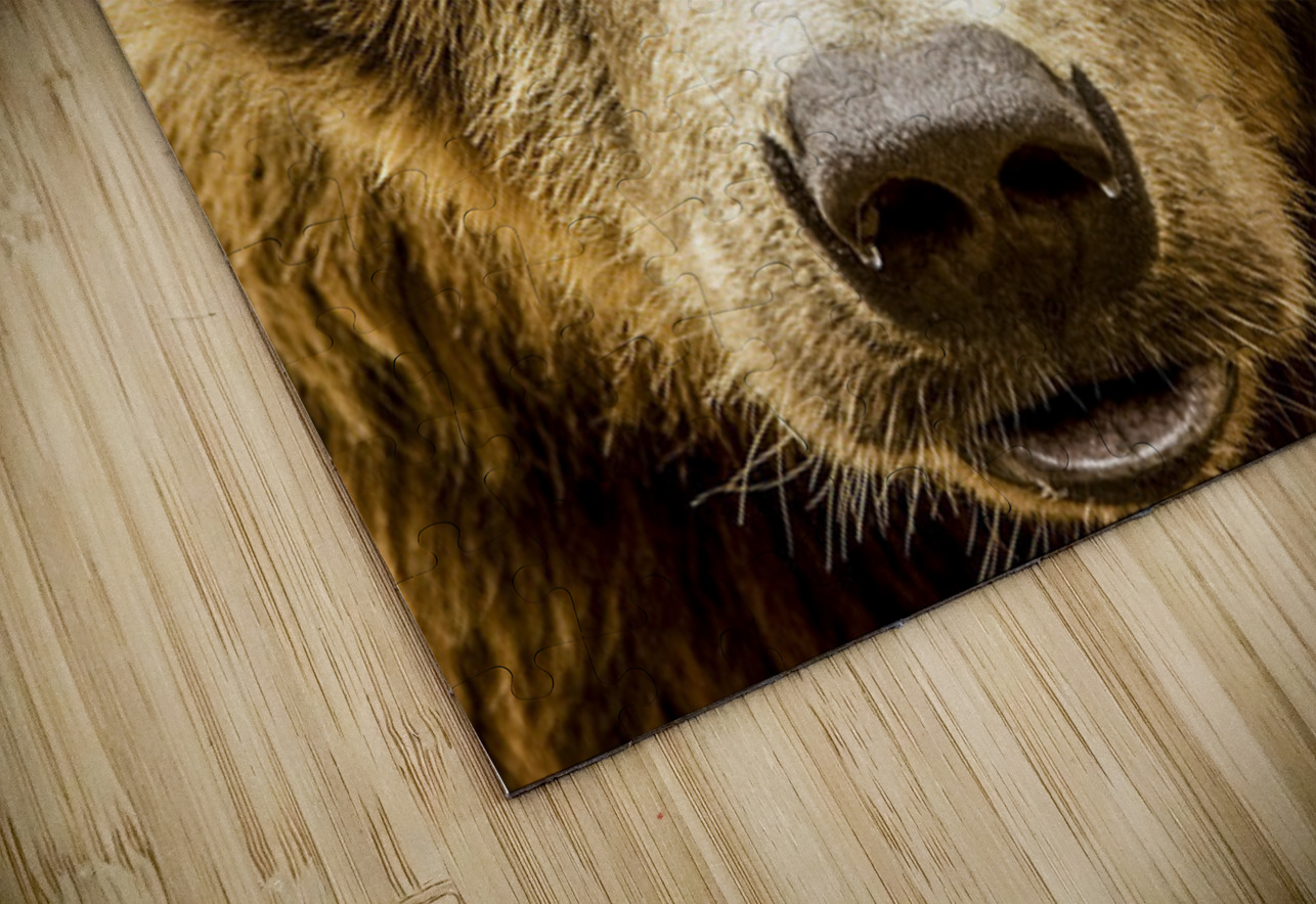 Grizzly Stare Kelley McClure Puzzle