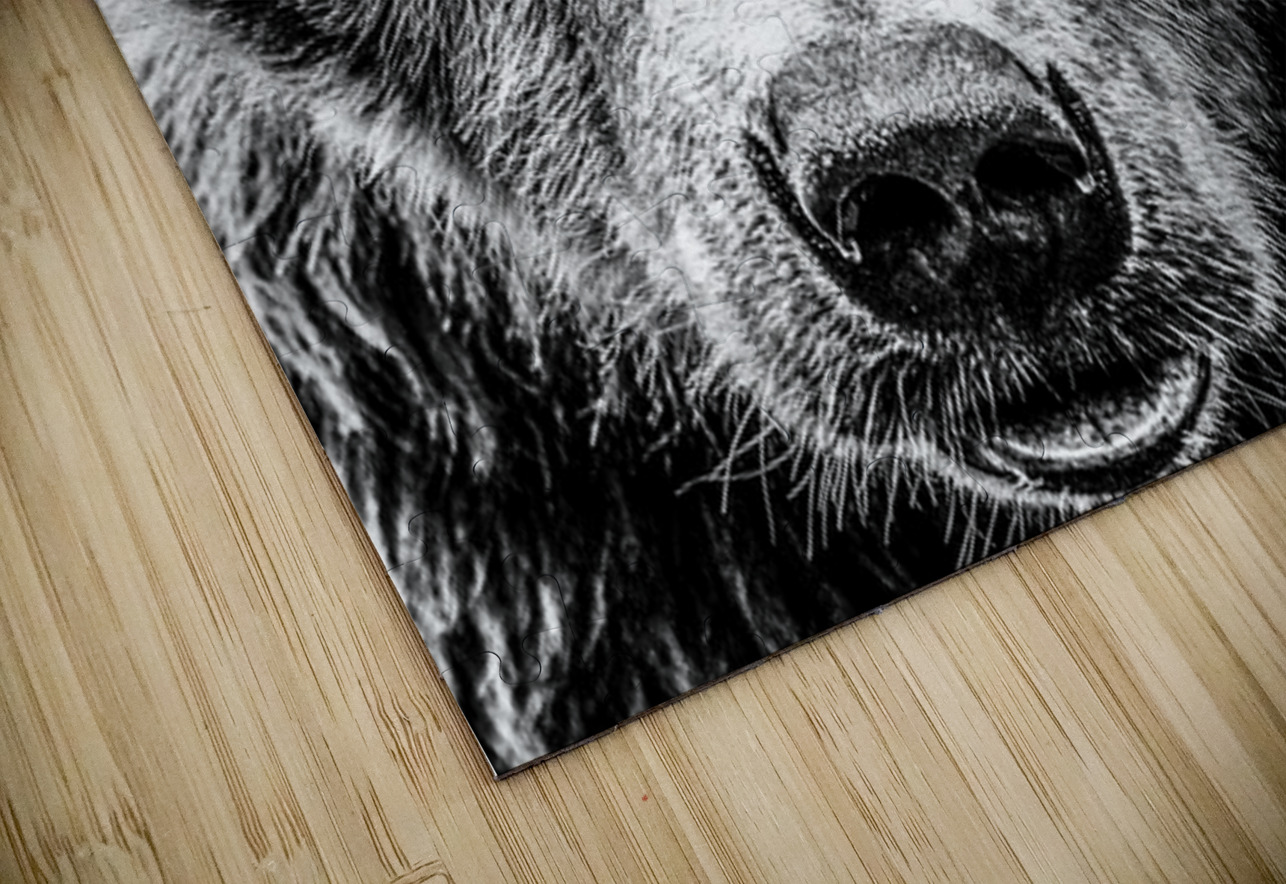 Grizzly Stare B&W Kelley McClure Puzzle