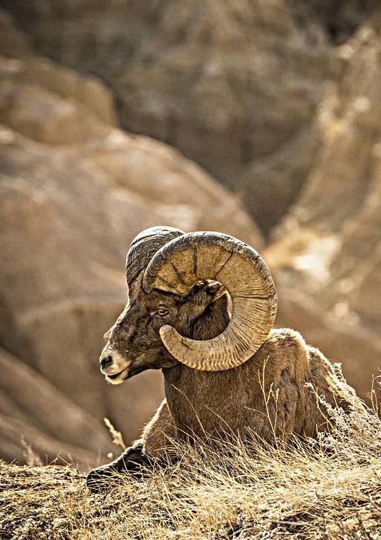 Bighorn Sheep of Badlands by Kelley McClure