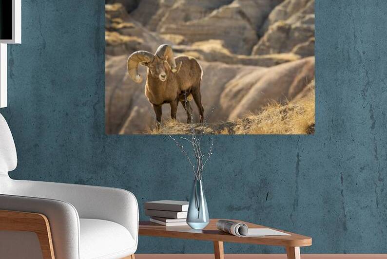 Badlands Bighorn Sheep by Kelley McClure