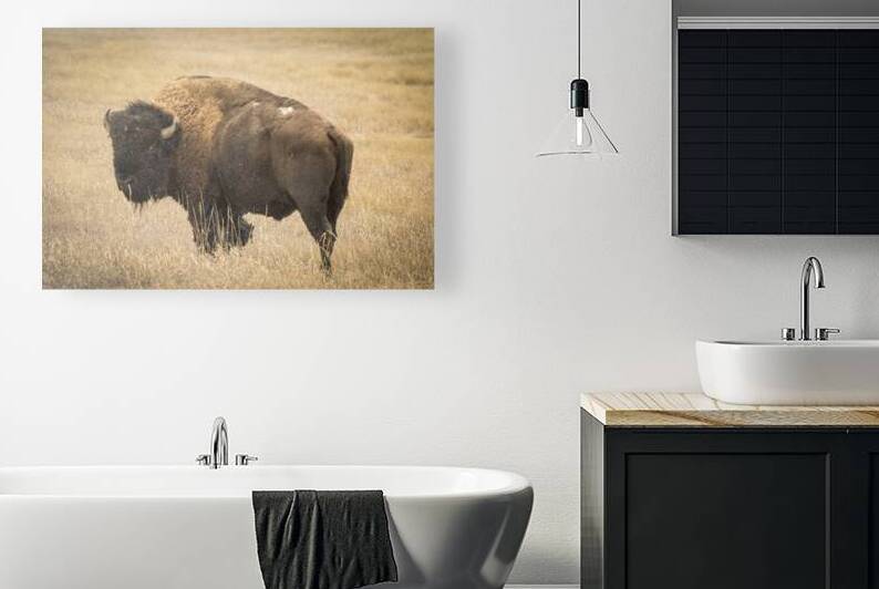 Bison of The Badlands by Kelley McClure