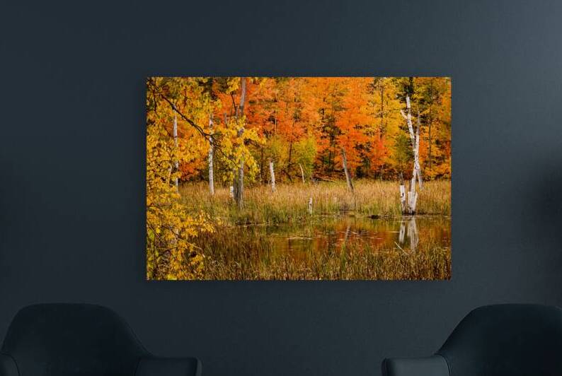 Fall of Colors by Kelley McClure