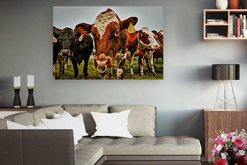 Wisconsin Cows by Kelley McClure