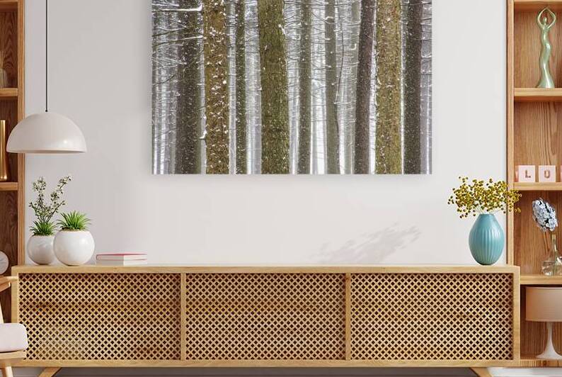 Winter Pine Forest by Kelley McClure